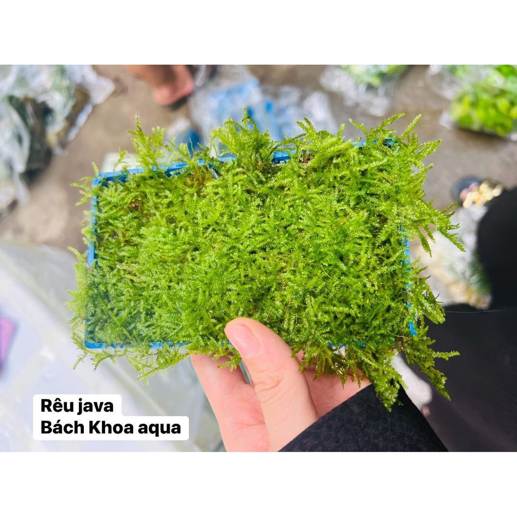 Cây thủy sinh - Rêu Java BKA