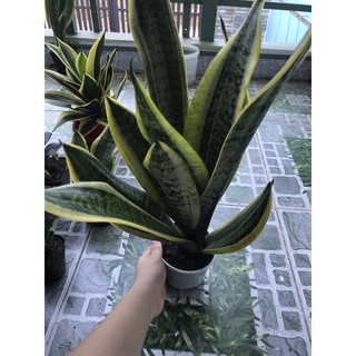 Cây lưỡi hổ xanh