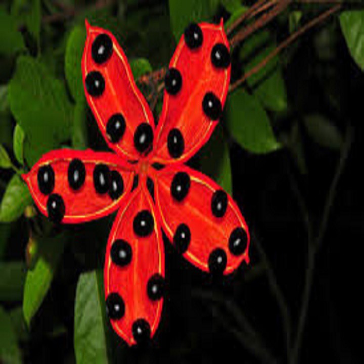 CÂY SANG  Cây ĐẸP TỪ TÊN ĐẾN HÌNH DÁNG ĐẾN Ý NGHĨA