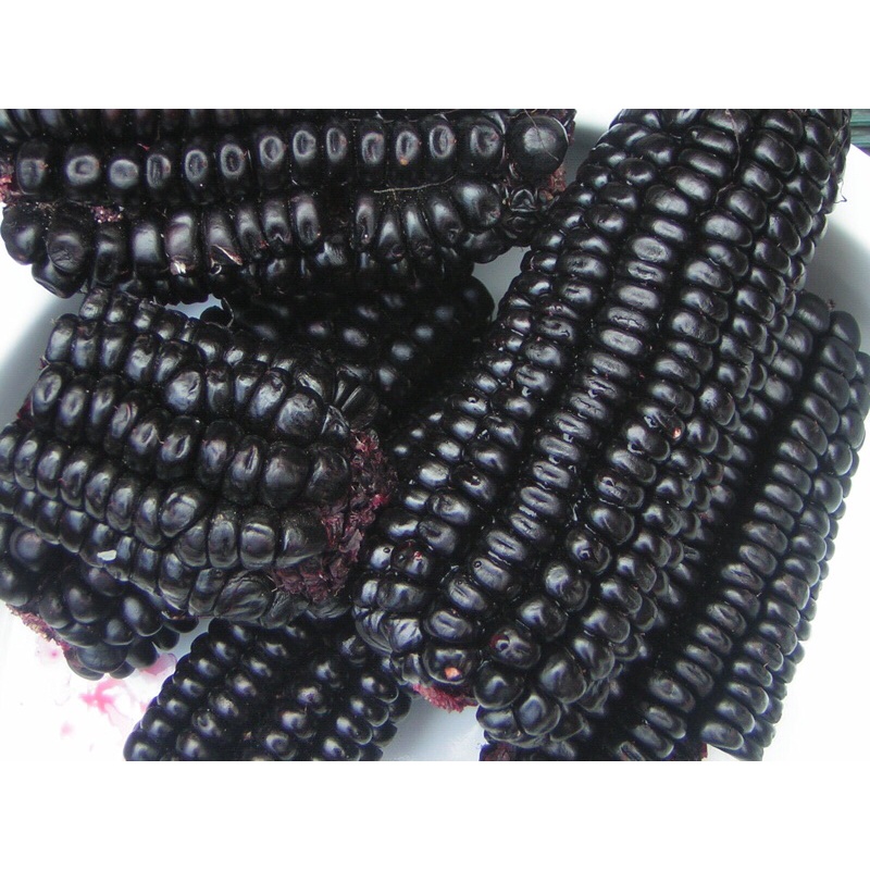 Hạt giống ngô sáp đen Xingao