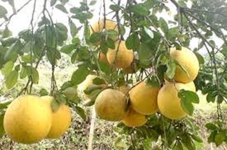Cây BƯỞI ĐOAN HÙNG