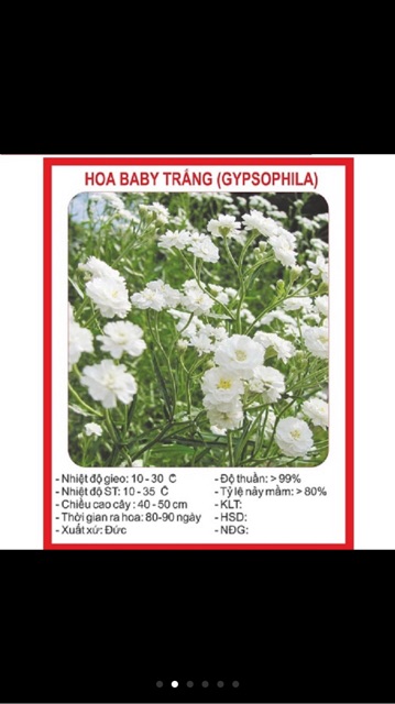 Hạt giống hoa baby trắng