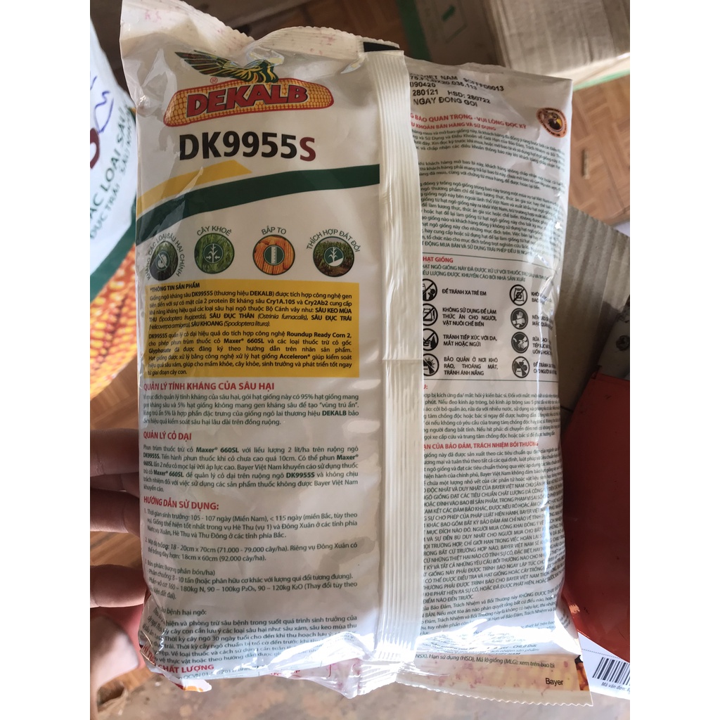 Hạt giống ngô lai F1 kháng các loại sâu DK9955S 1kg-  Bayer- NGÔ BIẾN ĐỔI GEN- NGÔ LAI DK6919S