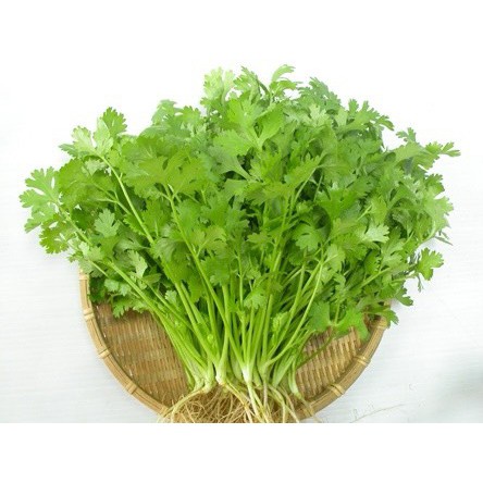 Hạt giống rau mùi ( ngò rí ) dễ trồng kháng sâu bệnh năng xuất cao [ gói 100gram ,200gram,500gram]