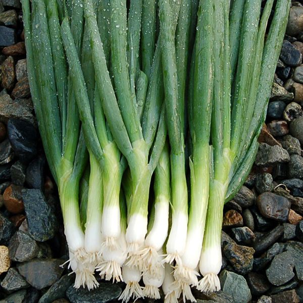 Hạt giống hành lá ống cọng to Bunching Onion nhập nguyên gói Thái lan chuyên làm kimchi rất giòn, ngọt