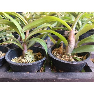 ⚡FLASH SALE⚡ Dã hạc di linh tím xuân nù, thác khói - TRUM SY