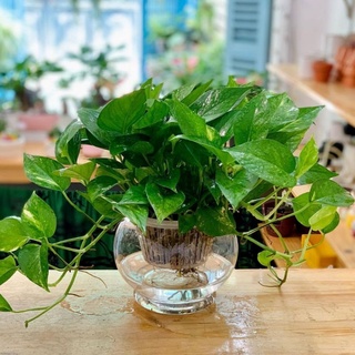 Trầu bà thủy sinh