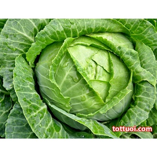 50 hạt giống bắp cải