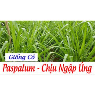 HẠT GIỐNG CỎ CHỊU NGẬP UBON PASPALUM - GÓI 100 GRAM