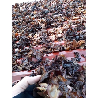 Mộc nhĩ rừng (nấm Tai Mèo)