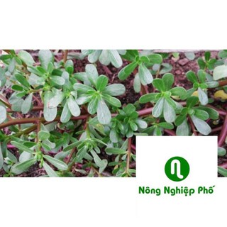 5gr hạt giống rau sam PHUNONG