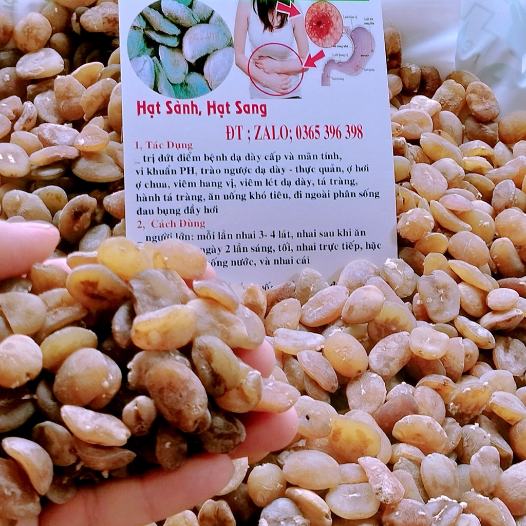 HẠT SÀNH  RỪNG LOẠI GIÀ, RUỘT TRẮNG, 1 GÓI 10 hạt