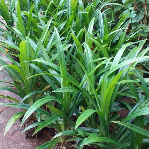 Cây lá dứa  thơm (cơm nếp)