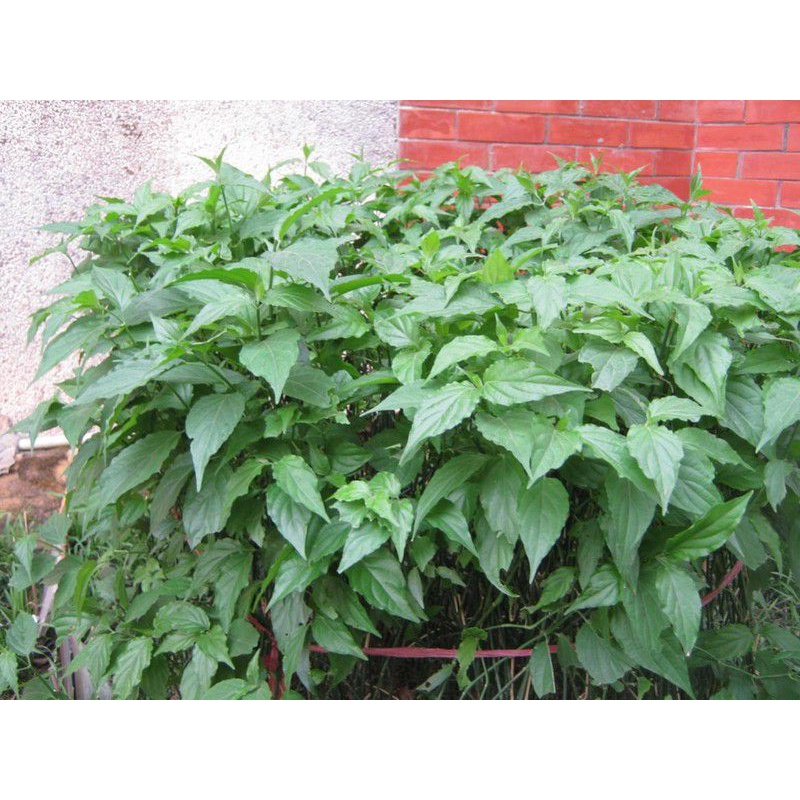 Cây bìm bịp tươi 1 kg