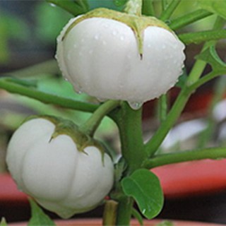 Hạt giống Cà Ghém Trắng Thái Lan - Cà dĩa - cà bát trắng