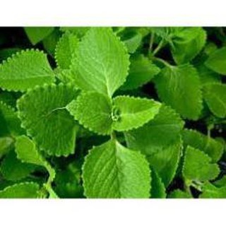 100 hạt giống húng chanh