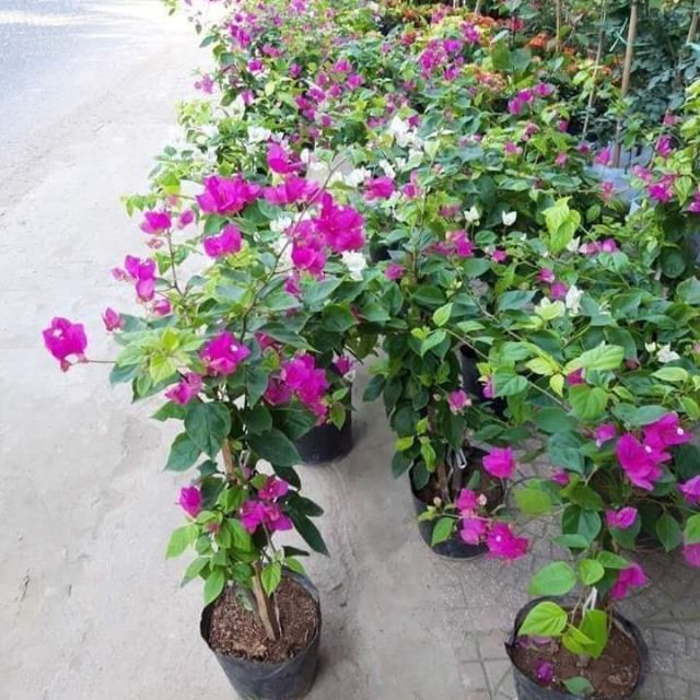 Cây hoa giấy