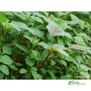 10g Hạt giống Rau dền cơm XTRA