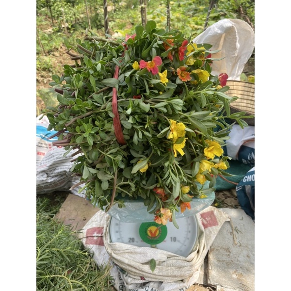 1 kg cành hoa sam đơn và sam kép