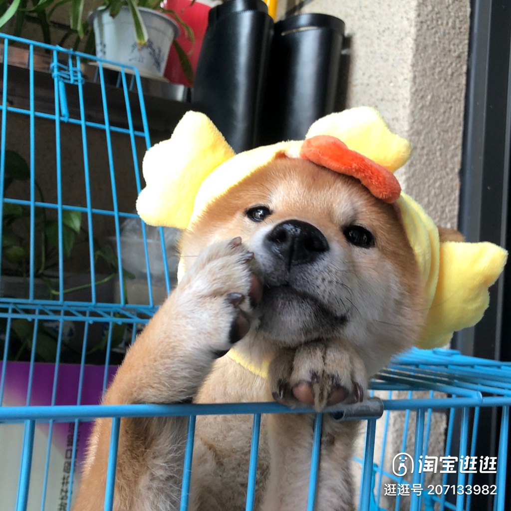 Mũ cho chó mèo dễ thương đủ kích thước từ 1kg tới 15kg