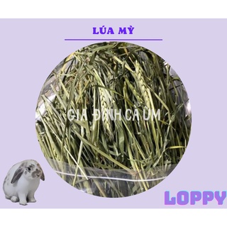Cỏ lúa mì ăn vặt cho thỏ/chuột lang