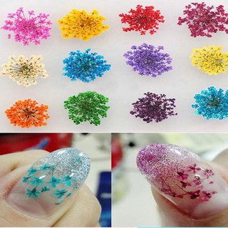 Đồ nail - set hoa khô chùm trang trí nail 12 màu 02