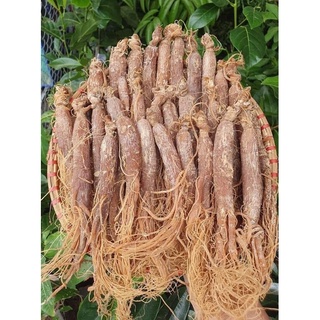 [giá tốt] 100g HỒNG SÂM SẤY DẺO THÁI LÁT
