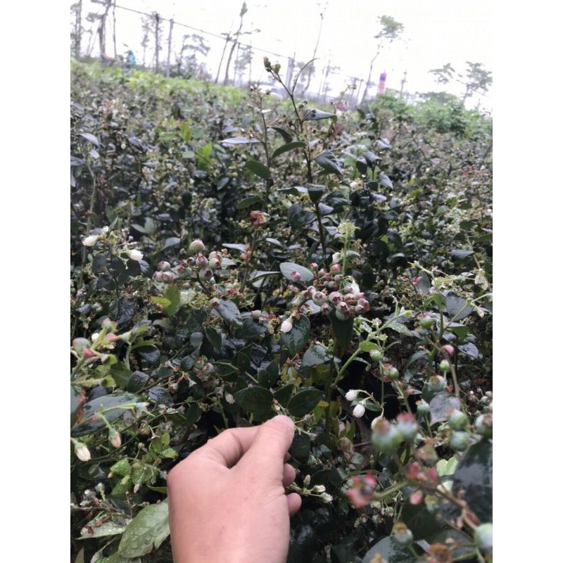 Cây giống việt quất tứ quý