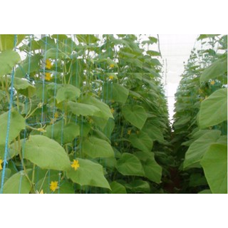 Lưới trồng cây leo -giàn mướp- bầu bí -giàn leo nhiều kích thước