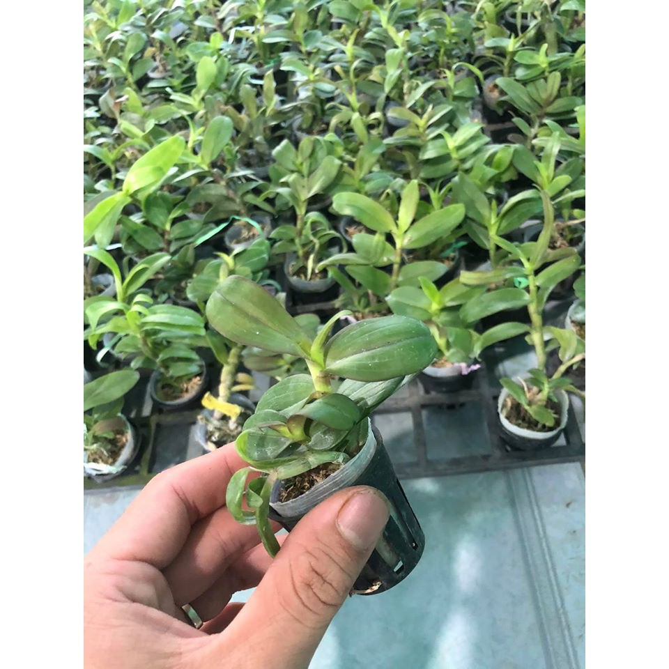 Lan Phi Điệp lá mít hòa bình