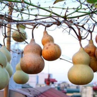 5 hạt giống bầu hồ lô mini MỚI HÁI NẢY MẦM TỐT