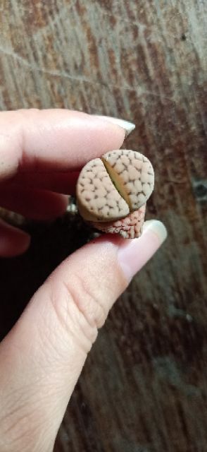 Thạch Lan 2cm màu đẹp