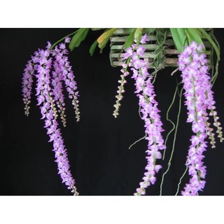 cây hoa lan đuôi sóc cây khoẻ