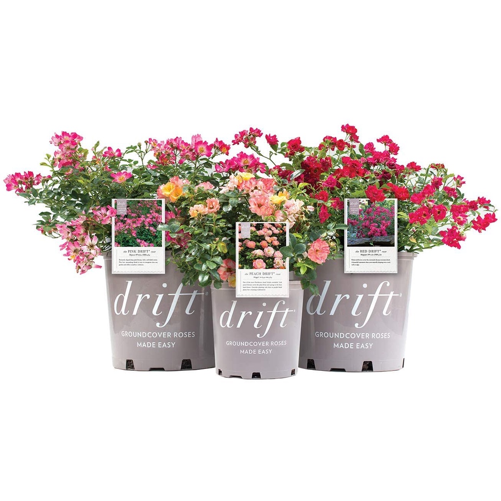 Hạt giống hoa hồng xuân 10 hạt Drift Peach Rose trong chậu 2 Gallon (Peach)