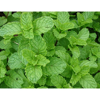 Hạt Giống Húng Bạc Hà _ Húng Lủi _ Bạc hà lá tròn