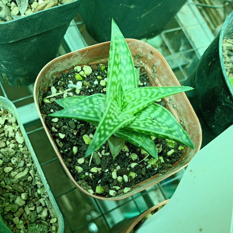 Sen Nha đam kiểng mini