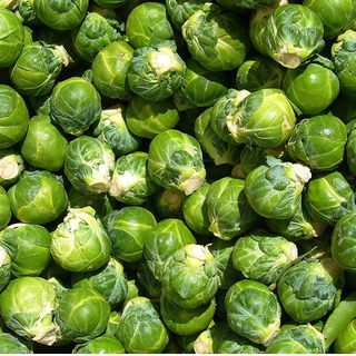 Hạt giống bắp cải tí hon