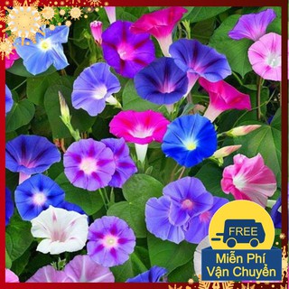 Hạt Giống Hoa Bìm Bịp