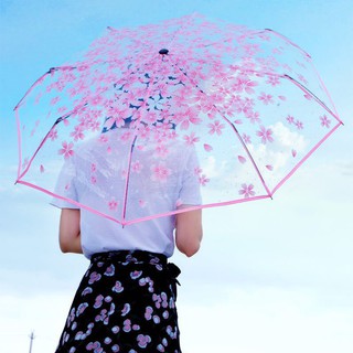 Dù xếp trong suốt hoa anh đào V.2 Andhere