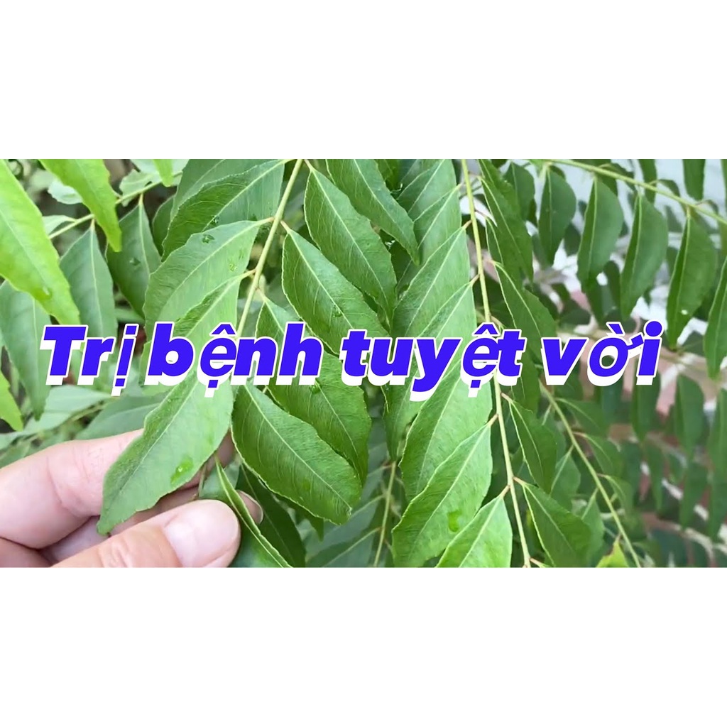 Cây cari cà ri cao từ 10-50cm (curry)