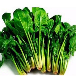 Hạt giống cải Bó xôi