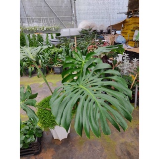 Chậu cứng Trầu bà Nam Mỹ - Monstera Deli