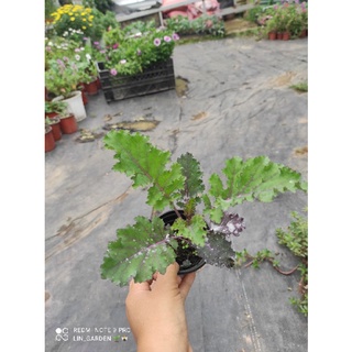 cải kale xoăn tím- kale xoăn xanh