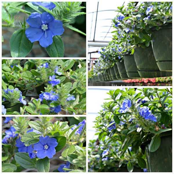 Cây hoa thanh tú trồng công trình