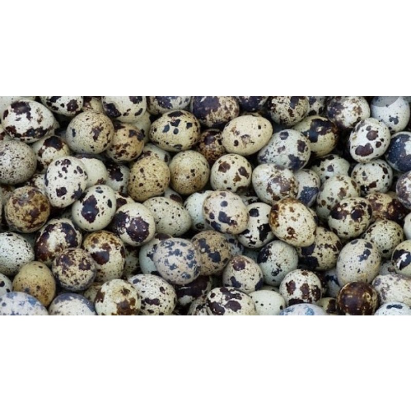 Trứng Chim Cút Tươi, cút lộn