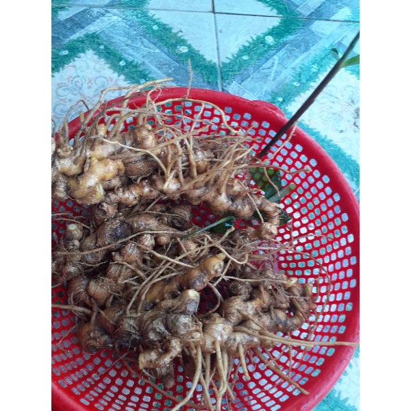 Củ gừng gió 1kg.