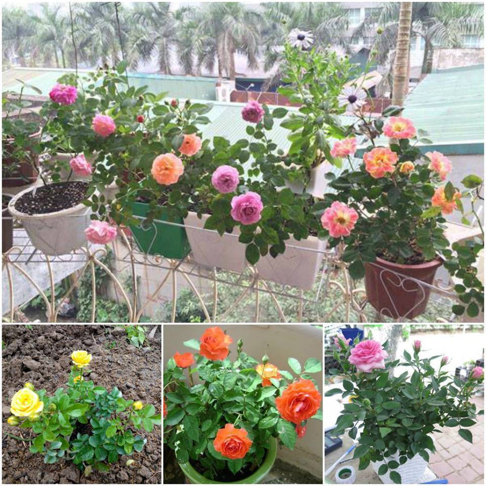 Hạt giống hoa hồng thơm mini