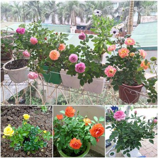 Hạt giống hoa hồng thơm mini