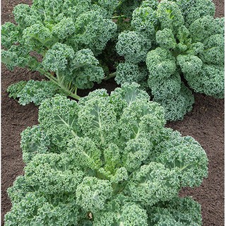 Hạt giống rau cải xoăn xanh Kale