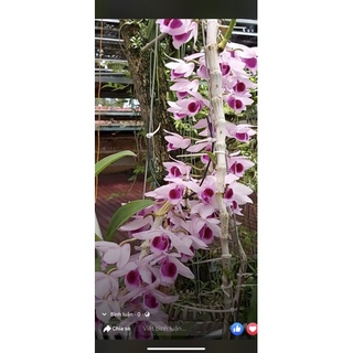 Hoa phong lan (kie) phi điệp cửu long cao phong
